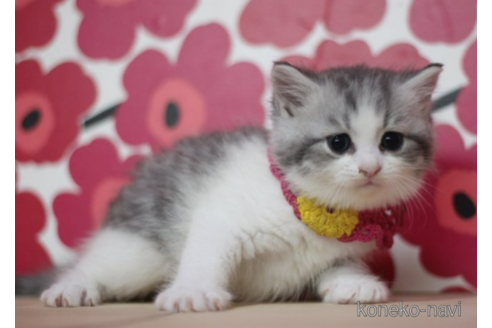 成約済の東京都のマンチカン-70815の3枚目
